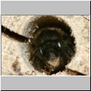 Anthophora plumipes - Pelzbiene w05.jpg